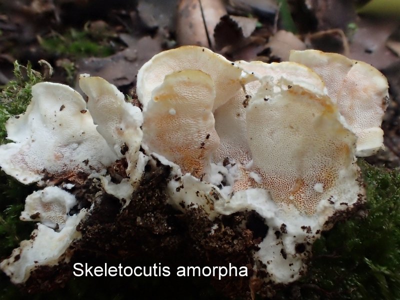Skeletocutis amorpha-amf2209-1.jpg - Skeletocutis amorpha ; Syn: Polyporus amorphus ; Nom français: Tramète saumonée